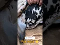 Download Lagu Bye bye 🥺🌟 #qurbani #mandi #bakraeid2023 #cow #cowmandi #mandivlog #tiktok #facebook #instagram