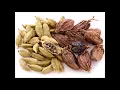 Cardamom, the Mother of all Spices