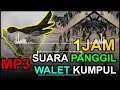 Download Lagu 1JAM! Download Suara Panggil Walet Kumpul MP3 Gratis