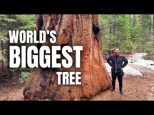 ⁣I Saw the Biggest Tree on Earth