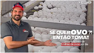 1 MILHÃO DE OVOS por dia passa por essa GRANJA