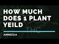 HOW MUCH WEED DO YOU GET FROM ONE PLANT Yield and curing