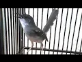Lagu Burung ciblek kapas gacor
