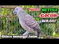 Download Lagu Suara BETINA Birahi - SUARA Perkutut Betina Memanggil JANTAN ||The female turtle dove calls the male