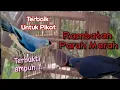 Download Lagu Suara Pikat Rambatan Paruh Merah Terbaik Paling Ampuh