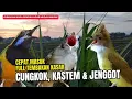 Download Lagu Masteran Full Tembakan Kasar Cepat Masuk | Cucak Cungkok, Cucak Jenggot,  Kapas Tembak