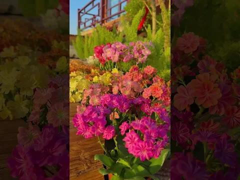 Lewisia flowers #A yard full of flowers #The world of flowers is beautiful #Lewis flowers