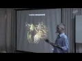 Encoding and decoding information in functional MRI - Draulio de Araujo