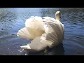 Download Lagu Mute Swan Pair ( John \u0026 June ) feeds on seeds, June goes back to the nest 19th April