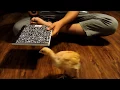 Clicker Training Chickens