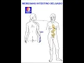 Download Lagu Meridiano Intestino Delgado - Medicina Chinesa