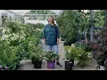 PETITTI Oakleaf Hydrangea Spotlight How to Grow Care For Hydrangea quercifolia