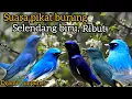 Download Lagu SUARA PIKAT BURUNG RIBUT SELENDANG BIRU  DI JAMIN LENGKET,