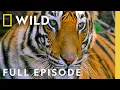 Tiger Wars (Full Episode) | The Living Edens | Nat Geo Animals