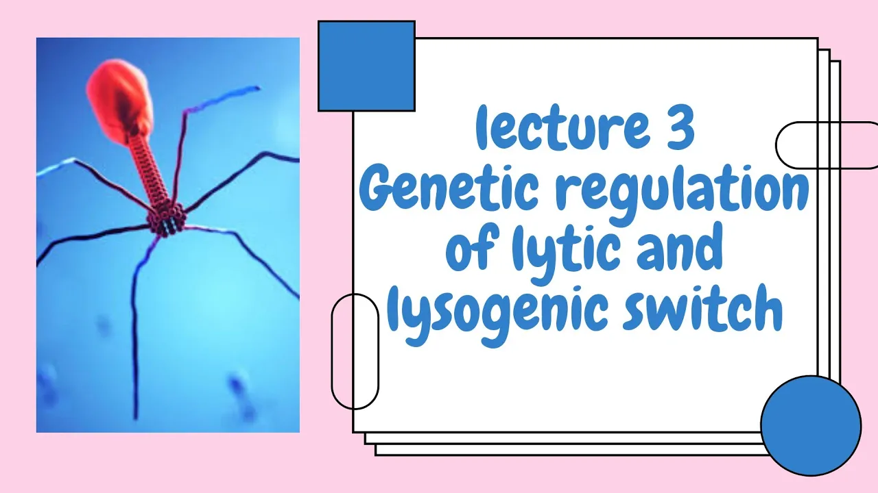 Bacteriophage Lambda: Lecture 3 :Genetic regulation of Lytic and Lysogenic switch