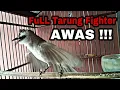 Download Lagu Pancingan trucukan gacor FUL TARUNG Fighter paling Joss gandos bikin semua trucuk jadi EMOSI tarung