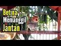 Lagu PRENJAK BETINA | PANCINGAN PRENJAK BETINA Gacor istimewa suara jernih Memanggil PRENJAK JANTAN |