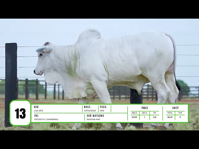 Touro Nelore LSA - 2013