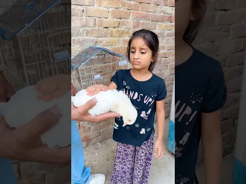 Dua ka pigeon tu mar gya 😳😔#youtubeshorts #shorts #short #shortsfeed #viral #viralvideo #emotional
