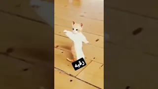 حسب الطلب رقيه مصر  مصر  عمان  الجزائر  العراق  تركيا  السعودية دندنها