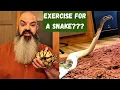 Exercise for Snakes enrichment for your ball python