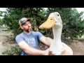 We Hated Our Ducks THEN WE DID THIS