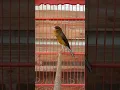 Download Lagu Kenari isian love bird mantapppp.......