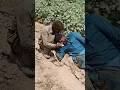 Download Lagu Non Venomous Sand Boa Snake Hunting in the Fields