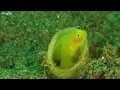 Majestic Coral Reefs & Exotic Sea Life in 4K UHD 🌊 Vibrant Underwater Kingdom