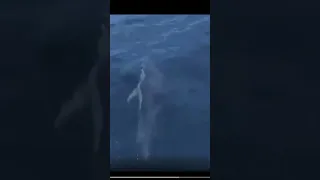 Dolphins round the cape.