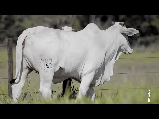 Novilha Nelore AFOM - 5760