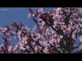 Allergy season is ramping up early this year in the Carolinas Pollen Forecast