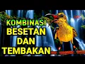 Lagu Konin VS sogon ‼️ Masteran kombinasi besetan dan tembakan