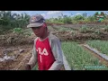 Download Lagu SANGAT NGERI PETANI SATU INI MENGEMBANGKAN DAUN BAWANG SEBANYAK INI PADE FAHROJI ASAL BATANG 