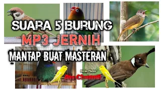 Download suara 5 burung Mp3 jernih mantapp buat masteran burung MP3