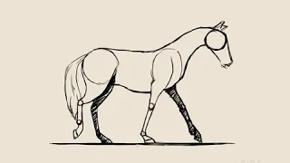 Horse Walk Cycle  Horse Walk Cycle