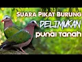 Download Lagu MP3 PIKAT BURUNG DELIMUKAN / PUNAI TANAH SUDAH TERBUKTI UNTUK SUARA PANGGILAN AMPUH