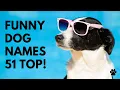 Funny Dog Names 51 PUNNY CUTE BEST Ideas Names