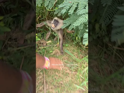 करेंट लगने के कारण इस बंदर का एक हाथ बुरी तरह से जल गया है 😥 Monkey rescue team - 7985258402