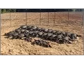 Wild Hog Trapping 9 Feral Hog Capture JAGER PRO