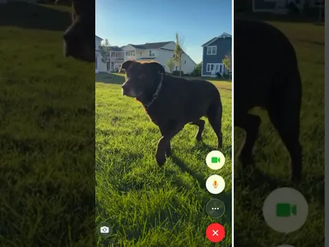 Why you should consider skipping the video call with your dog