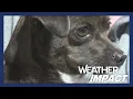 Shelters reunite St Louis pets with owners after tornado offer vital aid