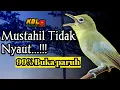 Download Lagu CIAK CIAK JOSS KECIAL KUNING AMPUH||PANCINGAN KECIAL MALAS BUNYI||