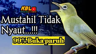 ciak ciak joss kecial kuning ampuh pancingan kecial malas bunyi