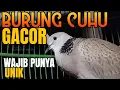 SUARA BURUNG CUHU GACOR BAGUS BERKUALITAS