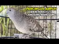Download Lagu Perkutut Lokal GACOR suara Besar Ampuh memanggil Lawan EMOSI MANGGUNG PANCINGAN PERKUTUT LOKAL