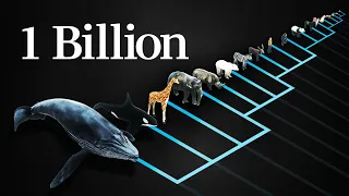 Why does every mammal get 1 billion heartbeats in their life?