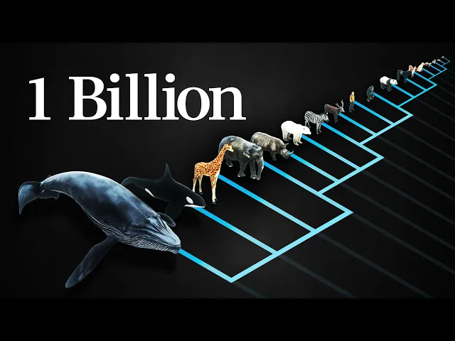 Video: Why does every mammal get 1 billion heartbeats in their life?