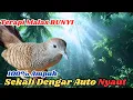 Download Lagu Koleksi Suara Perkutut Lokal Gacor Favorit Untuk Pemikat MP3