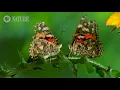 The Remarkable Way that Butterflies Mate